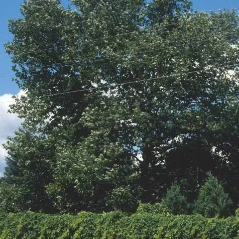 thumbnail for publication: Platanus orientalis: Oriental Planetree